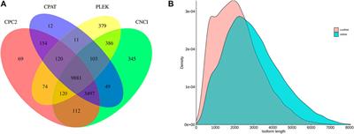 SMRT Sequencing of the Full-Length Transcriptome of the Coelomactra antiquata